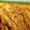 34415713triticum