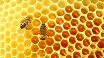 3456925Honey