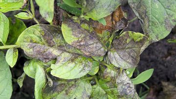 34705920Phytophthora_infestans_potato