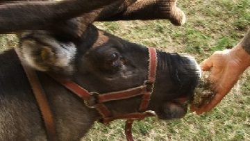34720377rudolf