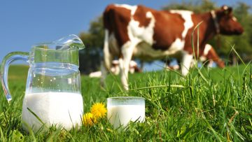 34740784myths-about-cows-milk