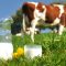 34740784myths-about-cows-milk