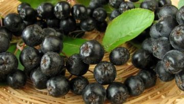 3483027aronia-koshnica