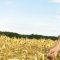 34834410young-farmer-with-crop-c-shutterstock-1