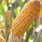 35035079monsanto_dekalb