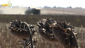 35053625kosad_sunflower