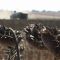 35053625kosad_sunflower