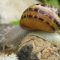 35566652Helix-aspersa
