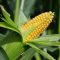 35931721corn2