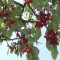 3600839127433470cherry_93939393