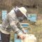 Новина плюс: Пчеларите искат директно ПОДПОМАГАНЕ В НОВАТА ОСП
