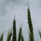 36376276bayer_wheat_seminar
