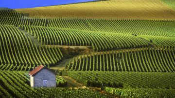 36410337Champagne-Francia-vino