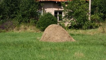 3663050IMG_46691