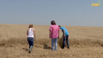 36691293wheat_price