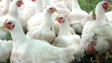 36753470Broiler_Poultry