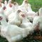 36753470Broiler_Poultry