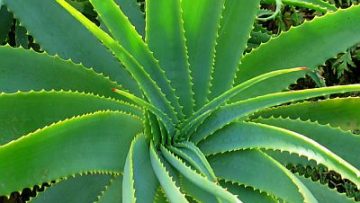 37052653Aloe-Vera