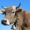 37216648cow-2433841_960_720