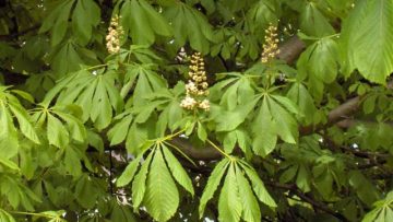 3748175aesculus-hippocastaneum