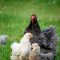 37930653when-do-chickens-start-laying-eggs