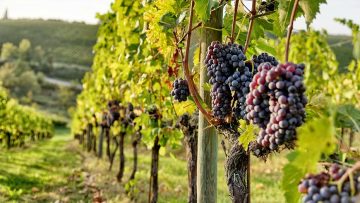 Sangiovese grape vine