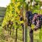 Sangiovese grape vine