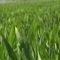 38233194plant