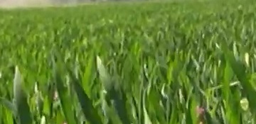 38233194plant