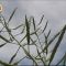 38502006Stara_Zagora_BASF