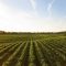 38863579The_Importance_of_Sustainable_Agr.2e16d0ba.fill-1200×800
