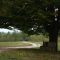3887709treeroad