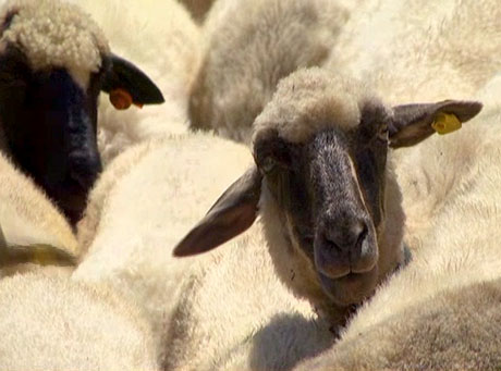 Тетевенска овца – малкото животно за мляко и месо - AGRO TV | Телевизия
