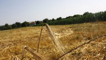 39187918field