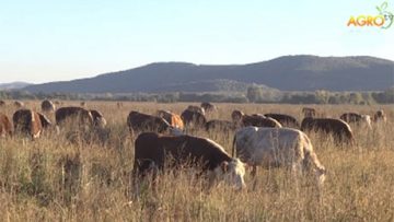 39236150komentar_02_07_2016