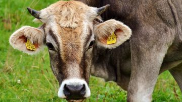 39874189cow-2788835_1920_news_featured