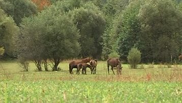 40446513agrotema