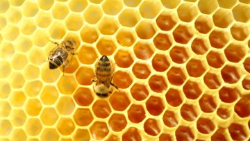 40832020Honey