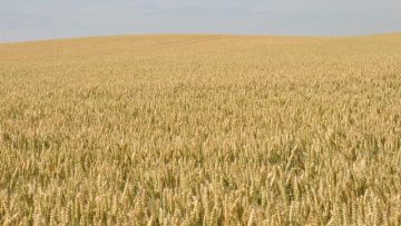 40887601triticum-aestivum