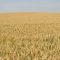 40887601triticum-aestivum