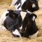 Продължава борбата с бруцелоза по говедата във Франция