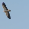 41223846Still0718_00000