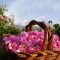 41255001rose