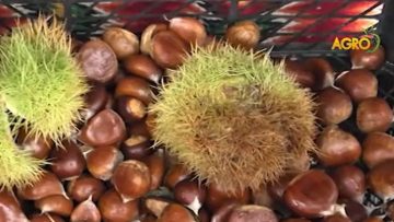 41485302castanea_sativa