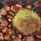41485302castanea_sativa