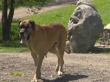42503971Dog2