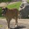 42503971Dog2