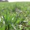 4254685Fiiagro
