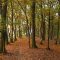 42750889forest-path