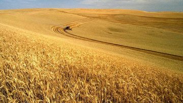 42883187wheat-harvest